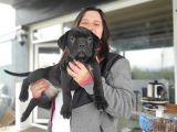 Cane Corso Yavrusu Bursa Köpek Okulu