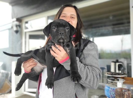 Cane Corso Yavrusu Bursa Köpek Okulu görsel