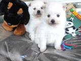 Pomeranian Yavrular (Bursa Köpek Okulu)