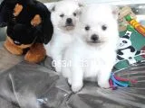 Pomeranian Yavrular (Bursa Köpek Okulu)