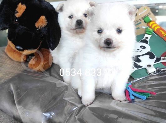 Pomeranian Yavrular (Bursa Köpek Okulu) görsel
