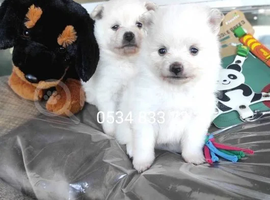 Pomeranian Yavrular (Bursa Köpek Okulu)