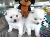 Pomeranian Yavrular (Bursa Köpek Okulu)