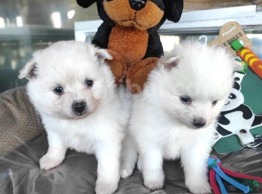 Pomeranian Yavrular (Bursa Köpek Okulu) görsel