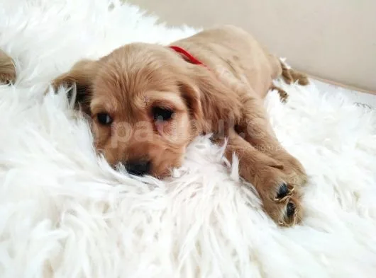 Cocker Yavrularımız Aşılamaları Yapıldı