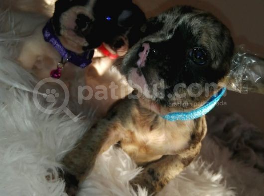 French Bulldog Yavrular görsel