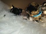 French Bulldog Yavrular