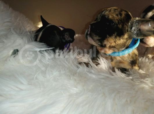 French Bulldog Yavrular görsel
