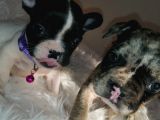 French Bulldog Yavrular