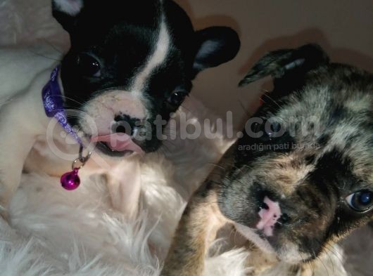 French Bulldog Yavrular görsel
