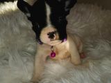 French Bulldog Yavrular