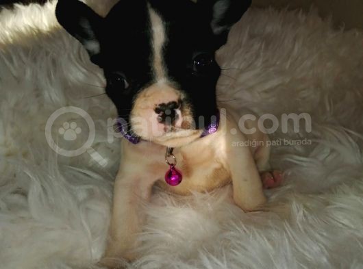 French Bulldog Yavrular görsel