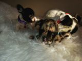 French Bulldog Yavrular