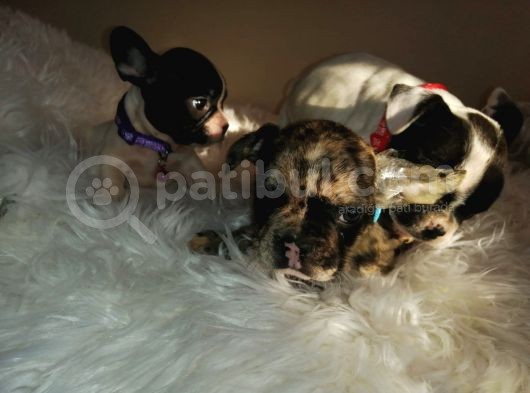 French Bulldog Yavrular görsel