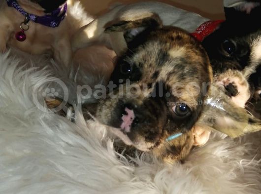 French Bulldog Yavrular görsel