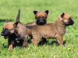 Scrli Microchip Çok Giderli Yüksek Kalitede Belçika Kurdu Malinois