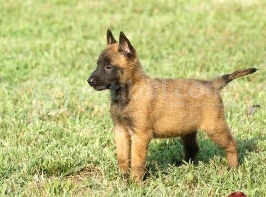 SCRli Microchip Çok Giderli Yüksek Kalitede Belçika Kurdu Malinois