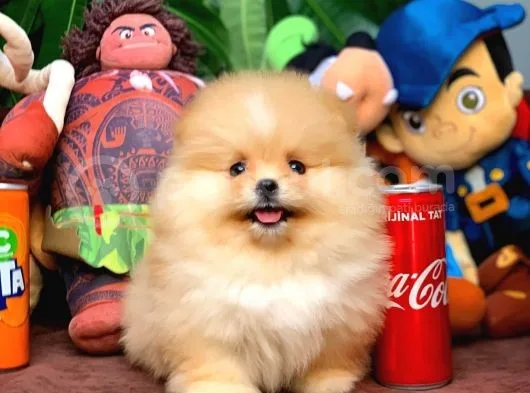 En İyi Kalite T-Cup Pomeranian Yavrularımız