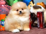 En İyi Kalite T-Cup Pomeranian Yavrularımız