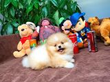 En İyi Kalite T-Cup Pomeranian Yavrularımız