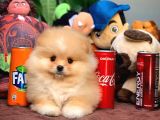 En İyi Kalite T-Cup Pomeranian Yavrularımız