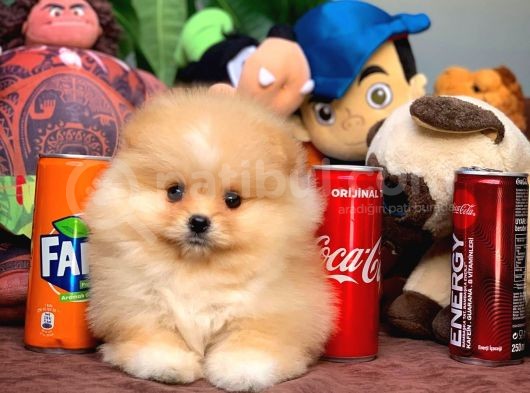En İyi Kalite T-Cup Pomeranian Yavrularımız görsel
