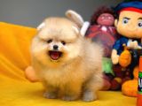 Çocuklarla Anlaşabilen En İyi Irk Pomeranian Yavrularımız