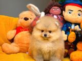 Çocuklarla Anlaşabilen En İyi Irk Pomeranian Yavrularımız