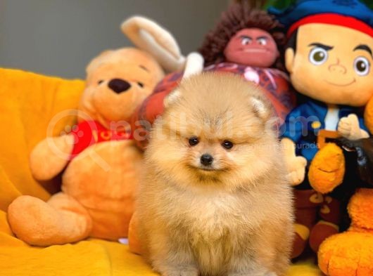 Çocuklarla Anlaşabilen En İyi Irk Pomeranian Yavrularımız görsel