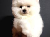 Pomeranian Boo Yavrularımız