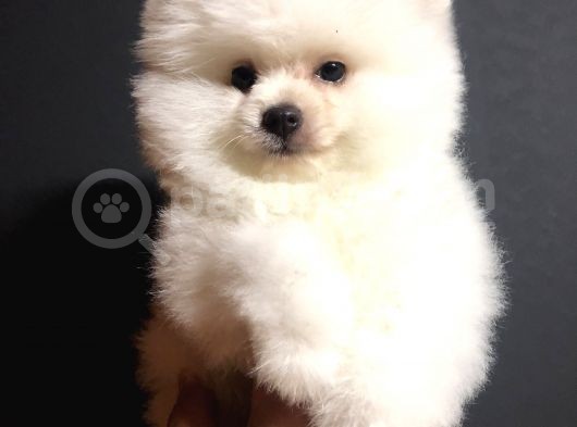 Pomeranian Boo Yavrularımız görsel
