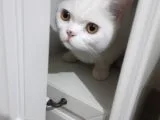 1.5 Yaşında British Shorthair White Safkan Erkek