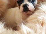 Orijinal French Bulldog Yavrularımız