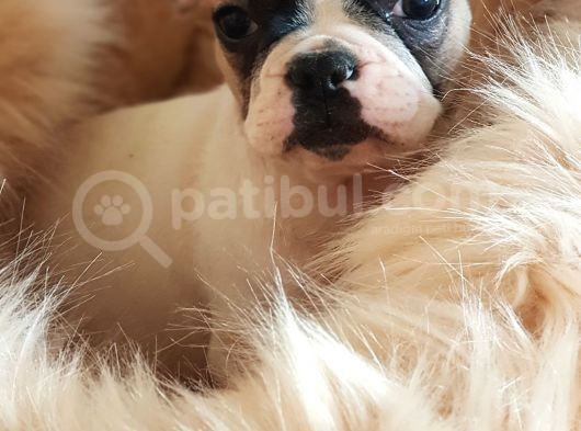 Orijinal French Bulldog Yavrularımız görsel