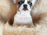 Orijinal French Bulldog Yavrularımız