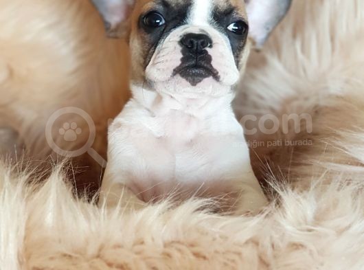Orijinal French Bulldog Yavrularımız görsel