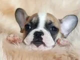 Orijinal French Bulldog Yavrularımız