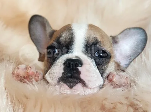 Orijinal French Bulldog Yavrularımız