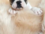 Orijinal French Bulldog Yavrularımız