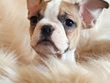 Orijinal French Bulldog Yavrularımız