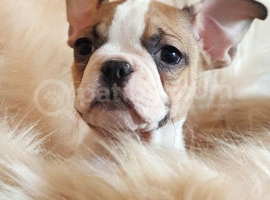 Orijinal French Bulldog Yavrularımız görsel