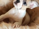 Orijinal French Bulldog Yavrularımız