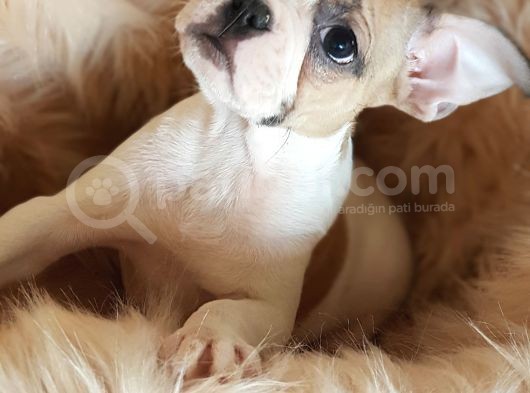 Orijinal French Bulldog Yavrularımız görsel