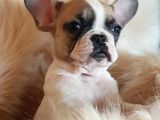 Orijinal French Bulldog Yavrularımız