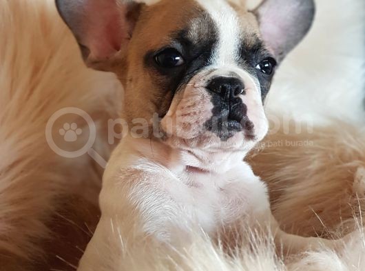 Orijinal French Bulldog Yavrularımız görsel