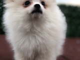 Pomeranian Boo