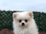 Pomeranian Boo