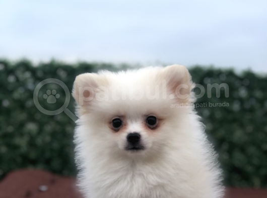 Pomeranian Boo görsel