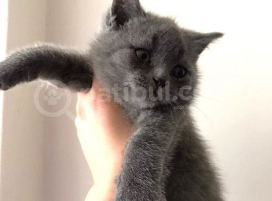 Lilac Erkek Gri Dişi görsel