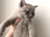 Lilac Erkek Gri Dişi